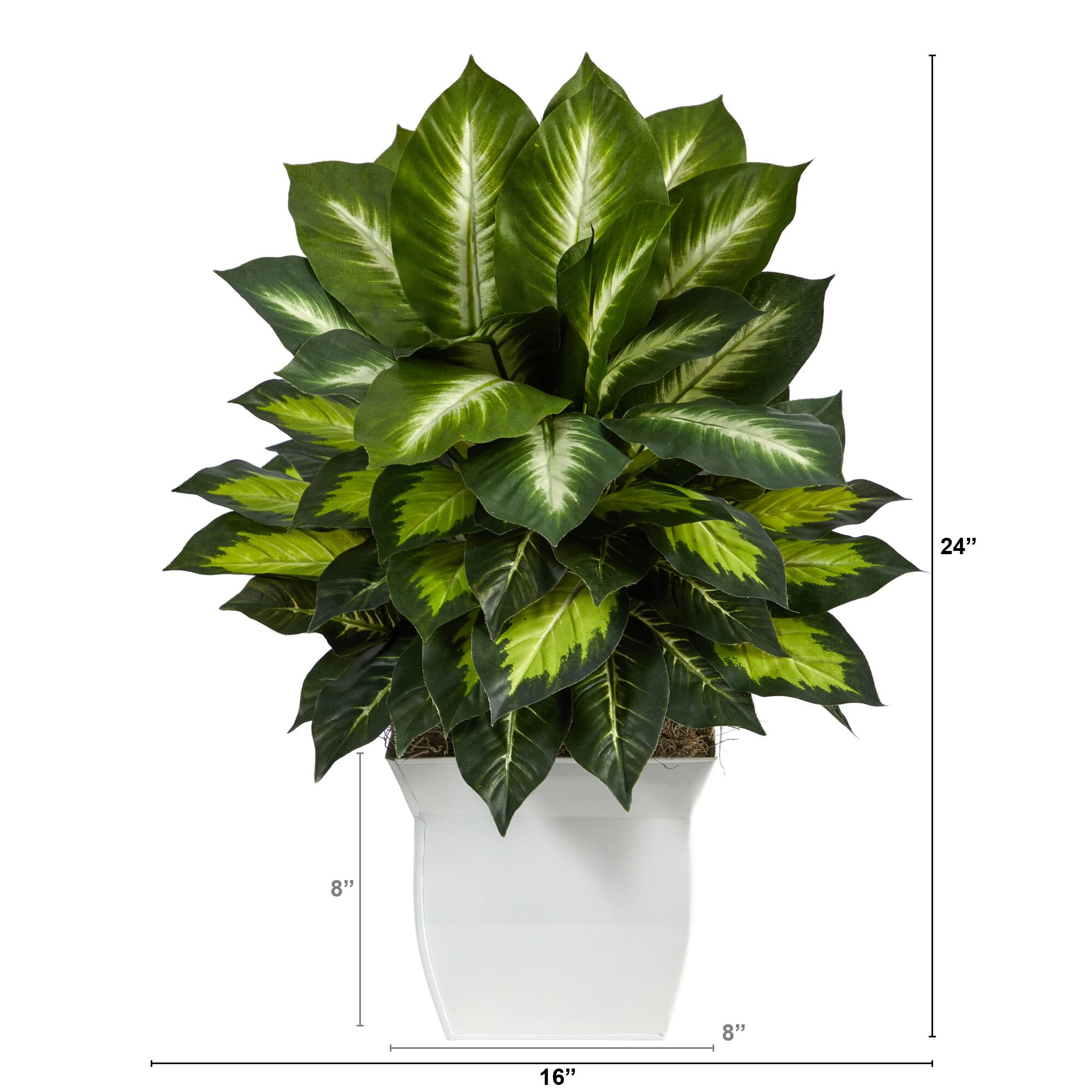 2ft. Golden Dumb Cane in Decorative White Metal Planter